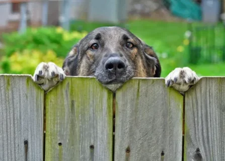 animal fence
